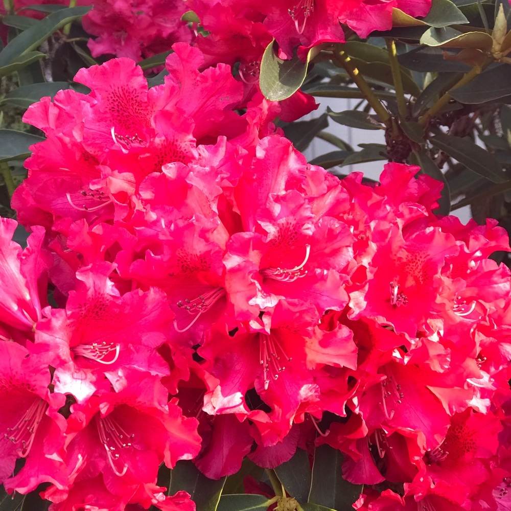 Meet your Posher, Araceli